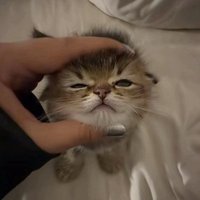 Вайз