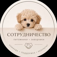 🐾 Екатерина | Сотрудничество
